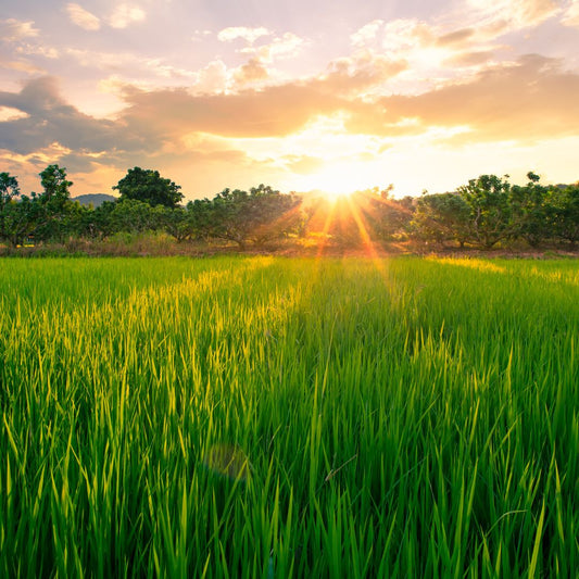 Why Rice Bran in Soap? A Dive Into Sustainable Skincare